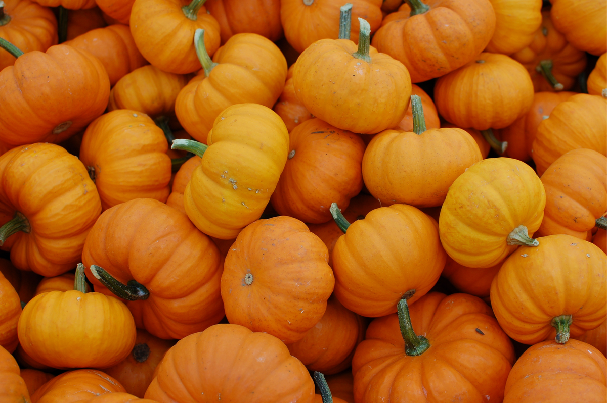 FALL COLLECTION